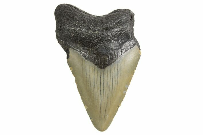 Juvenile Megalodon Tooth - North Carolina #340961